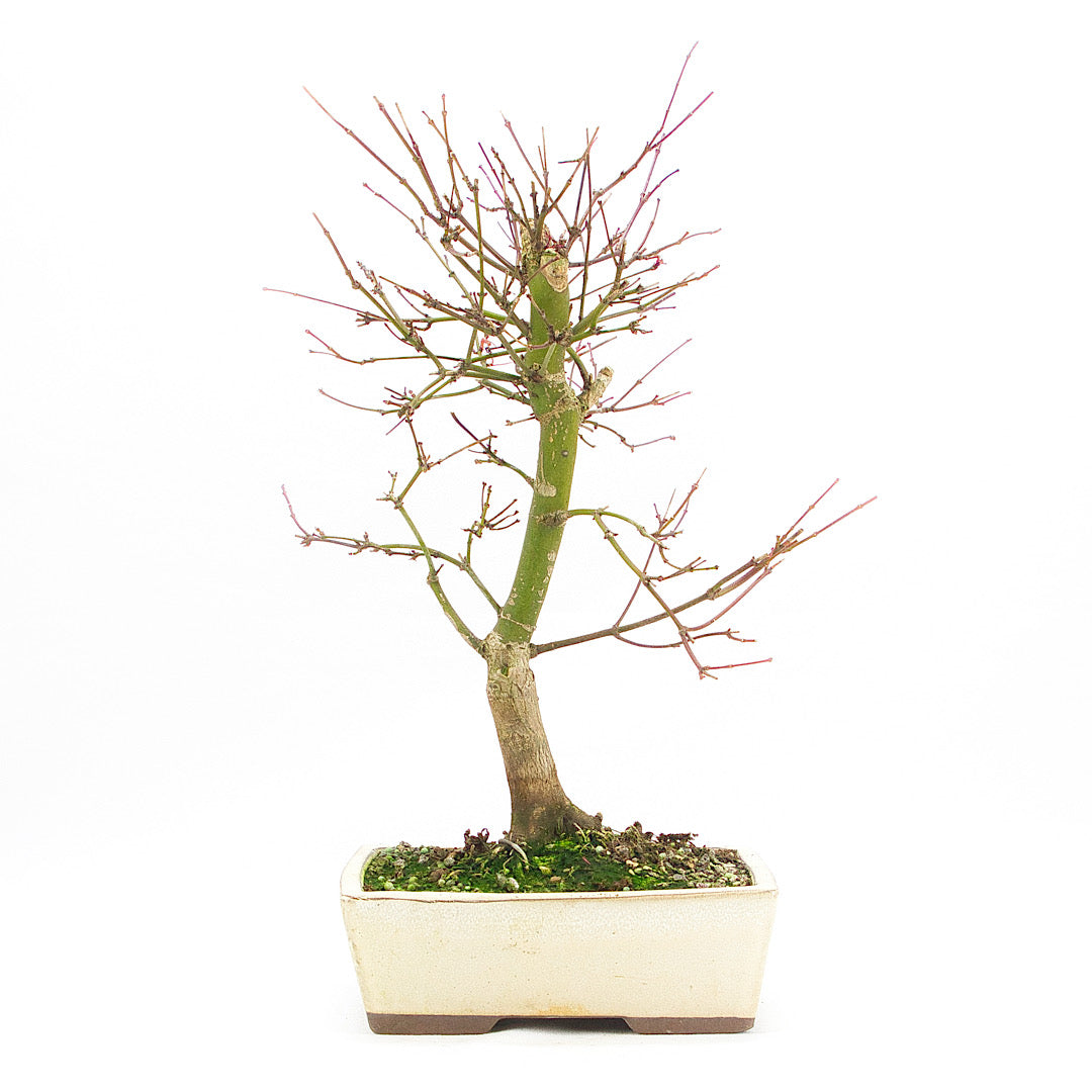 Fächer-Ahorn 'Acer palmatum 'Deshojo'